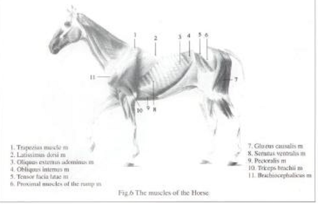 Horse Anatomy Gallery