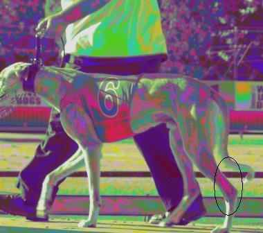 Greyhound2.jpg